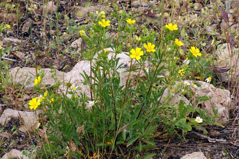 Potentilla recta